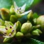 Coffee Berry (Rhamnus californica): Each tiny flower on this native bush was only about 1/4"across.